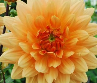 Георгин Глори Ван Нордвейк (Dahlia Glorie Van Noordwijk)