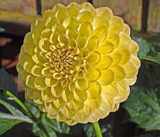 Георгин Голден Торч (Dahlia Golden Torch)