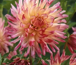 Георгин Даниэлс Фэйворит (Dahlia Daniel's Favourite)