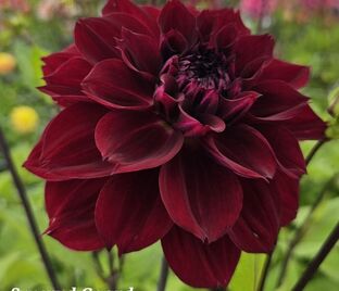 Георгин Дарк Фубуки (Dahlia Dark Fubuki)