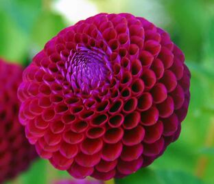 Георгин Даунхэм Роял (Dahlia Downham Royal)