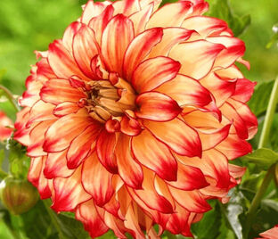 Георгин Делайтинг Глоу (Dahlia Delighting Glow)