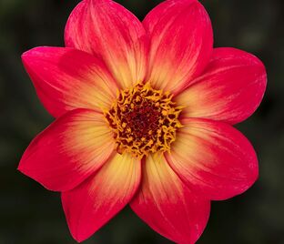 Георгин Делегрия Биколор (Dahlia Dahlegria Bicolore)