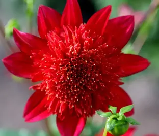 Георгин Джайв (Dahlia Jive)