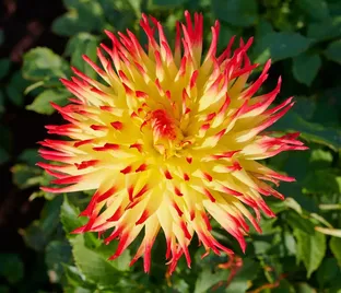Георгин Джессика (Dahlia Jessica)