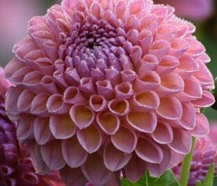 Георгин Джовей Винни (Dahlia Jowey Winnie)
