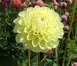 Георгин Джовей Мартина (Dahlia Jowey Martina)