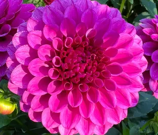 Георгин Джовей Вероника (Dahlia Jowey Veronique)