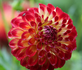 Георгин Джовей Джошуа (Dahlia Jowey Joshua)