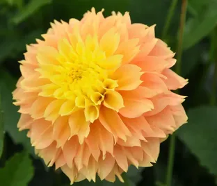 Георгин Дип Импакт (Dahlia Deep Impact)