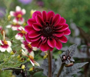Георгин Дракула (Dahlia Dracula)