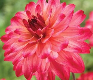 Георгин Екатерина (Dahlia Ekaterina) — фото 1