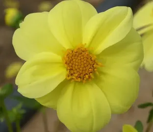 Георгин Еллоу Снизи (Dahlia Yellow Sneezy)