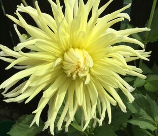 Георгин Еллоу Стар (Dahlia Yellow Star)