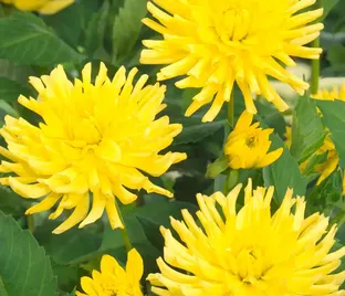Георгин Еллоу Хэппинес (Dahlia Yellow Happiness)