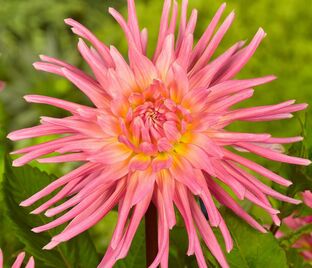 Георгин Жанна д'Арк (Dahlia Jeanne d'Arc)