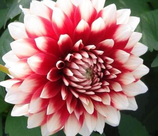 Георгин Зидлерштольц (Dahlia Siedlerstolz)