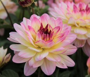 Георгин Зингаро (Dahlia Zingaro) — фото 1