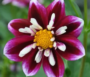 Георгин Импрешн Фабула (Dahlia Impression Fabula)