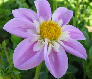 Георгин Импрешн Фамосо (Dahlia Impression Famosa)
