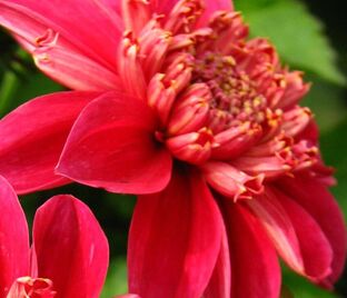 Георгин Инка (Dahlia Inca)