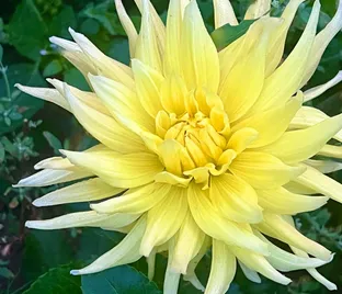 Георгин Инланд Династи (Dahlia Inland Dynasty)