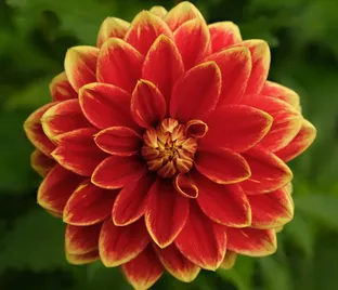 Георгин Кабальеро (Dahlia Caballero)