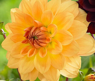 Георгин Карма Голд (Dahlia Karma Gold) — фото 1