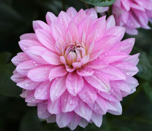 Георгин Карма Просперо (Dahlia Karma Prospero)