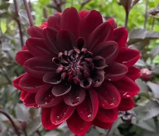 Георгин Карма Чок (Dahlia Karma Choc)