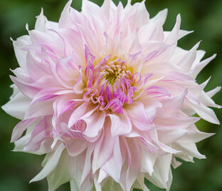 Георгин Кафе о Лейт Твист (Dahlia Cafe au Lait Twist) - фото 5