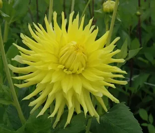 Георгин Кеннемерланд (Dahlia Kennemerland)