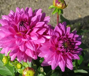 Георгин Клодетт (Dahlia Claudette)