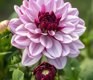 Георгин Крем де Кассис (Dahlia Creme de Cassis)