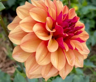 Георгин Крем де Коньяк (Dahlia Creme de Cognac) — фото 1