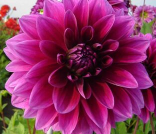 Георгин Ле Барон (Dahlia Le Baron) — фото 1