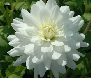 Георгин Ле Кастел (Dahlia Le Castel)