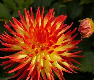 Георгин Лисонетт (Dahlia Lisonette)