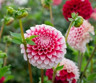 Георгин Литл Вильям (Dahlia Little William)