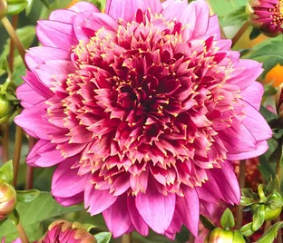 Георгин Мамбо (Dahlia Mambo)