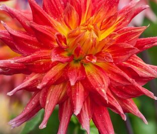Георгин Марта (Dahlia Marta) — фото 1