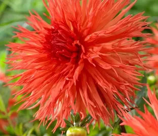 Георгин Мелз Оранж Мармелад (Dahlia Mel's Orange Marmalade)