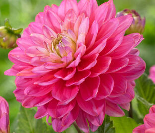 Георгин Мелоди Алегро (Dahlia Melody Allegro)