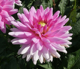 Георгин Мелоди Лиза (Dahlia Melody Lizza) — фото 1