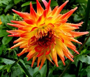 Георгин Меркатор (Dahlia Mercator)