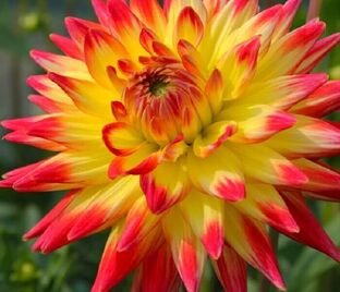 Георгин Мерлуза (Dahlia Merluza)