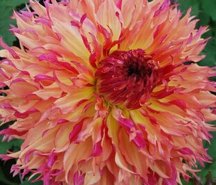 Георгин Мертис Фолли (Dahlia Myrtle's Folly)