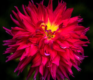 Георгин Мингус Джеки (Dahlia Mingus Jacky)