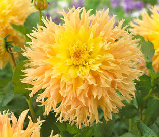 Георгин Мингус Джошуа (Dahlia Mingus Joshua)