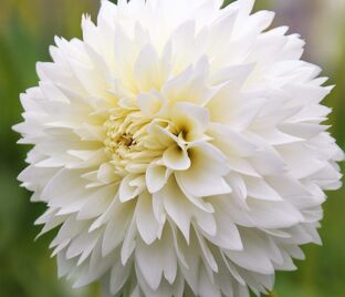 Георгин Мьяма Фубуки (Dahlia Myama Fubuki)